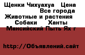 Щенки Чихуахуа › Цена ­ 12000-15000 - Все города Животные и растения » Собаки   . Ханты-Мансийский,Пыть-Ях г.
